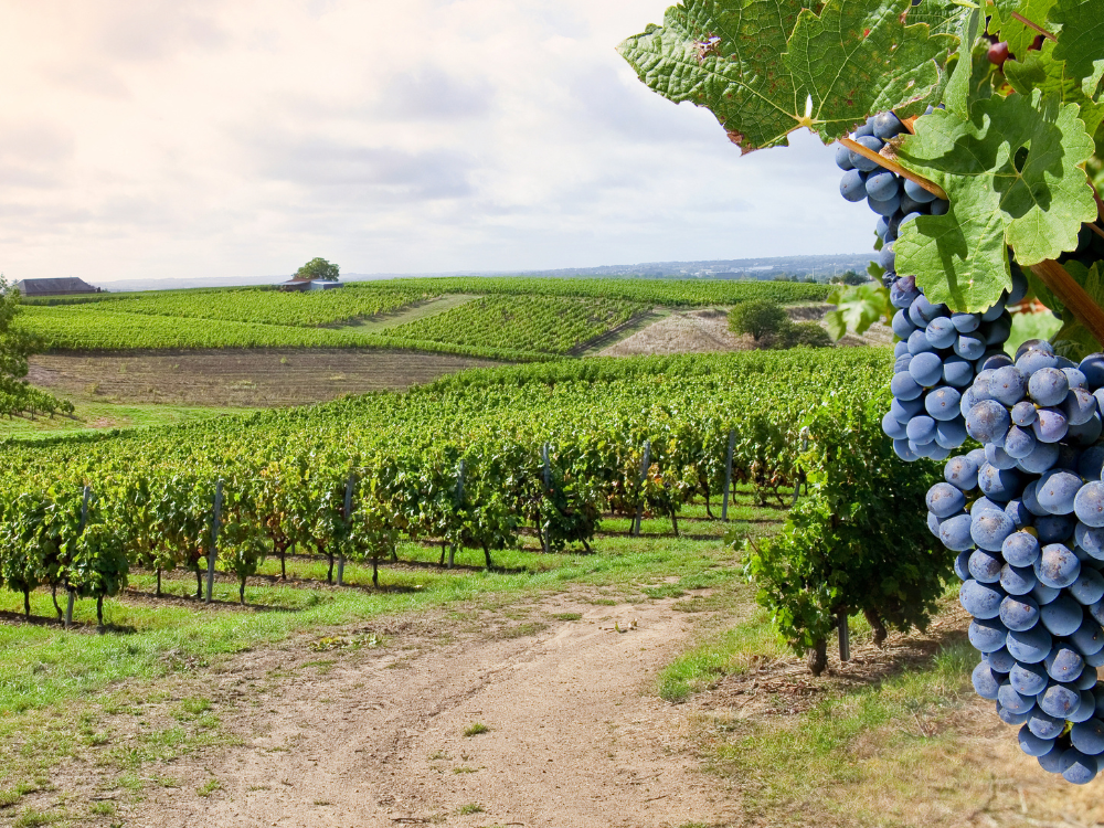 Le Vignoble de Cheverny